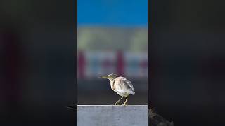tamron best telescope lens for wildlife #birds #naturephotography #naturephotography #photography