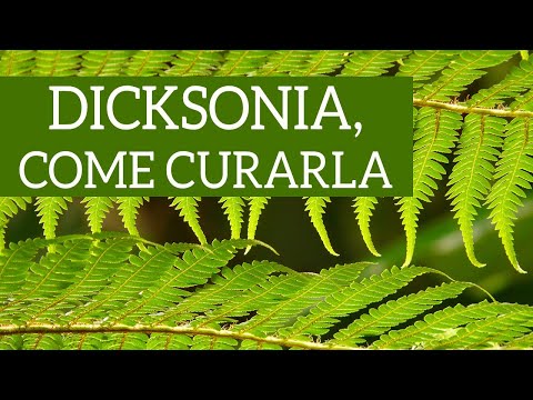 Video: Cura delle piante di Sweetfern - Suggerimenti per coltivare le felci dolci nei giardini