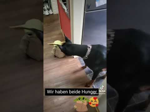 Dobermann Cloe. möge die Macht mit uns sein