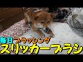 【柴犬りつ】朝のブラッシング、土曜以外は毎日スリッカーブラシ！　【Shiba Inu Ritsu】 Morning brushing is a slicker brush every day!