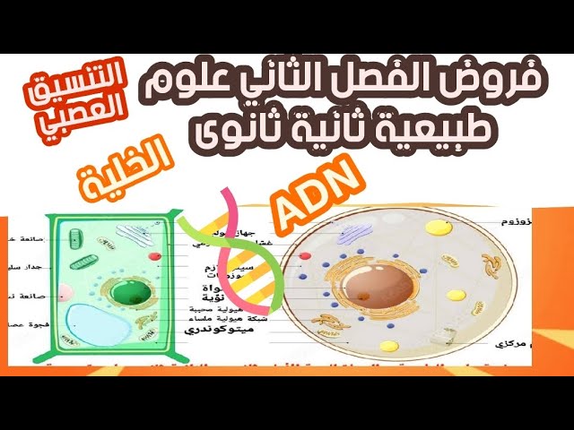 فروض الفصل الثاني علوم طبيعية ثانية ثانوى علوم تجريبية وملخص شامل الخلية و ADN