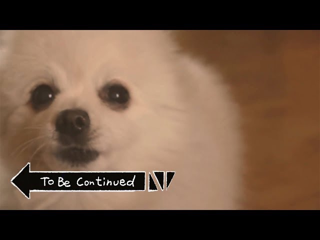 TO BE CONTINUED (YES - ROUNDABOUT) em CACHORRÊS class=
