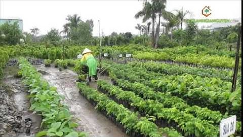 Cây Xanh Gia Nguyễn cung cung cấp Cây Lâm Nghiệp cho anh Lý Nô (p3)