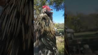 Picture from The Death of the Rooster
