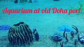 Aquarium at doha port | Litt’s Paradise by Litt's Paradise 19 views 5 months ago 1 minute, 43 seconds
