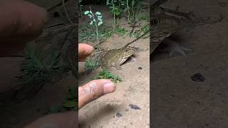 Catch big frogs funny | Try don't laughwepwep catching frogs makeyoulaugh #shorts#viral