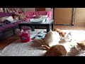 またたび