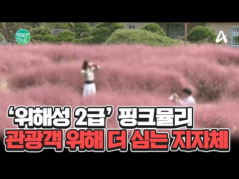 사진 찍기 딱 좋은 <strong>핑크뮬리</strong>... 알고 보니 위협적인 식물? #<strong>핑크뮬리</strong> | 행복한 아침 1465 회