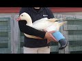 Grace the Goose