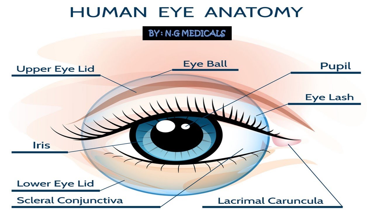 Eye Part 1 OUTER LAYER SCLERA, CORNEA WITH EASY NOTES FULL