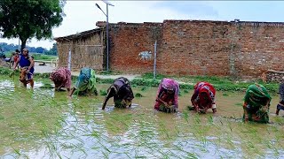 धान लगवही गीत 🌾🌿 इस वीडियो में दोनों धान लगवही बेहद सुन्दर है और जबरदस्त 👌 तरीके से गाया गया है#geet
