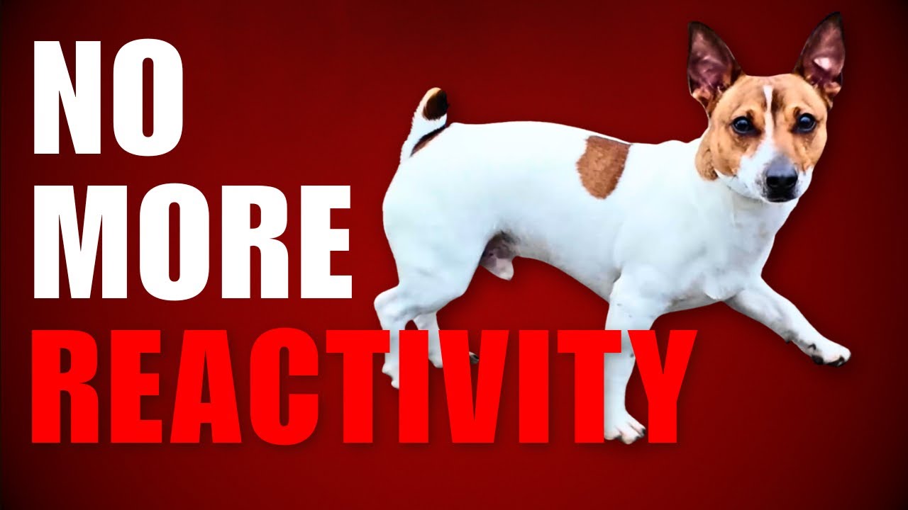 Reactive Dog's Journey to Peaceful Walks