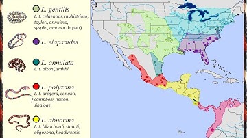 Speciation of milksnakes and species tree inference of Lampropeltis