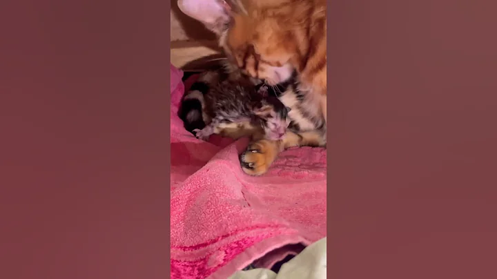 Video 10487621: bengal kitten cat cutecat, bengal cat funny kitten, bengal cat mother