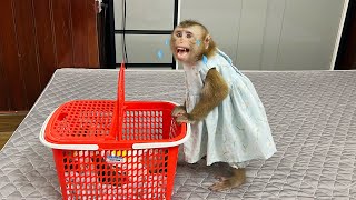 monkey Tina stood beside monkey Xuka to protect her and didn't want to leave.