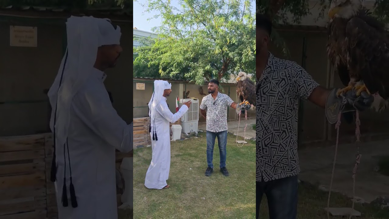 American Eagle in Qatar at Alkubaisi Educational Reserve  in Al-Ruways 