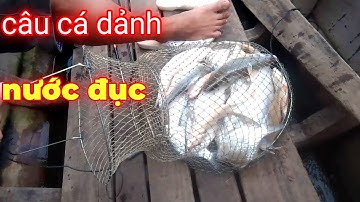 Câu Cá Dảnh Nước Đục / Bài Mồi Tanh Tanh Hôi / Xì long Fishing