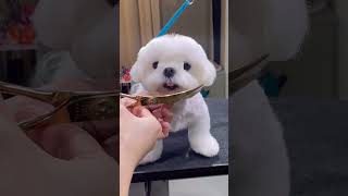 MALTESE PUPPY GETTING ADORABLE FACELIFT FIRST TIME #dog #puppy #love #adorable