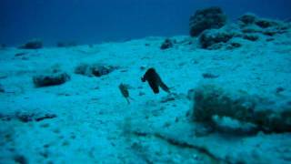 カミソリウオのペア　ラチャヤイ島の夏の定番人気モノ