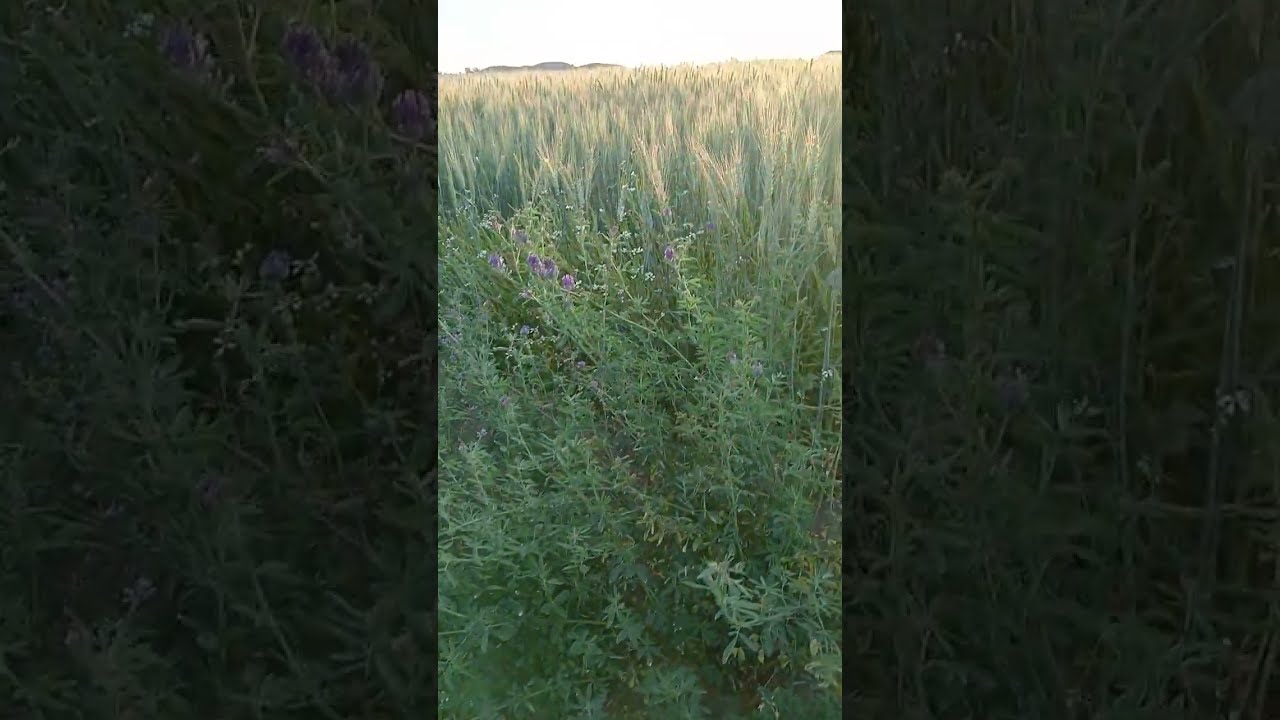 بسم الله ماشاء الله.... ارض مساحة 38فدان علي جوز ابار