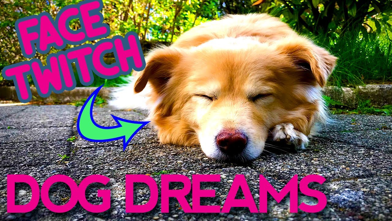 Twitching Dog Face & Ears Dog sleeps and dreams so cute YouTube