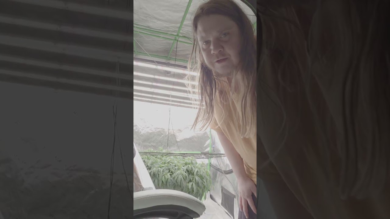 Savannah photo period marijuana. And my lemon zkittles  