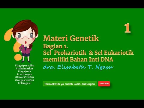 Video: Apakah bahan genetik dalam eukariota?