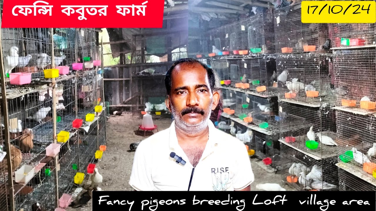 সৌখিন কবুতর ফার্ম।। village area।। Fancy Pigeon breeding Loft visit.Recent video #smanimalscare99