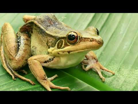 International Wetlands Day