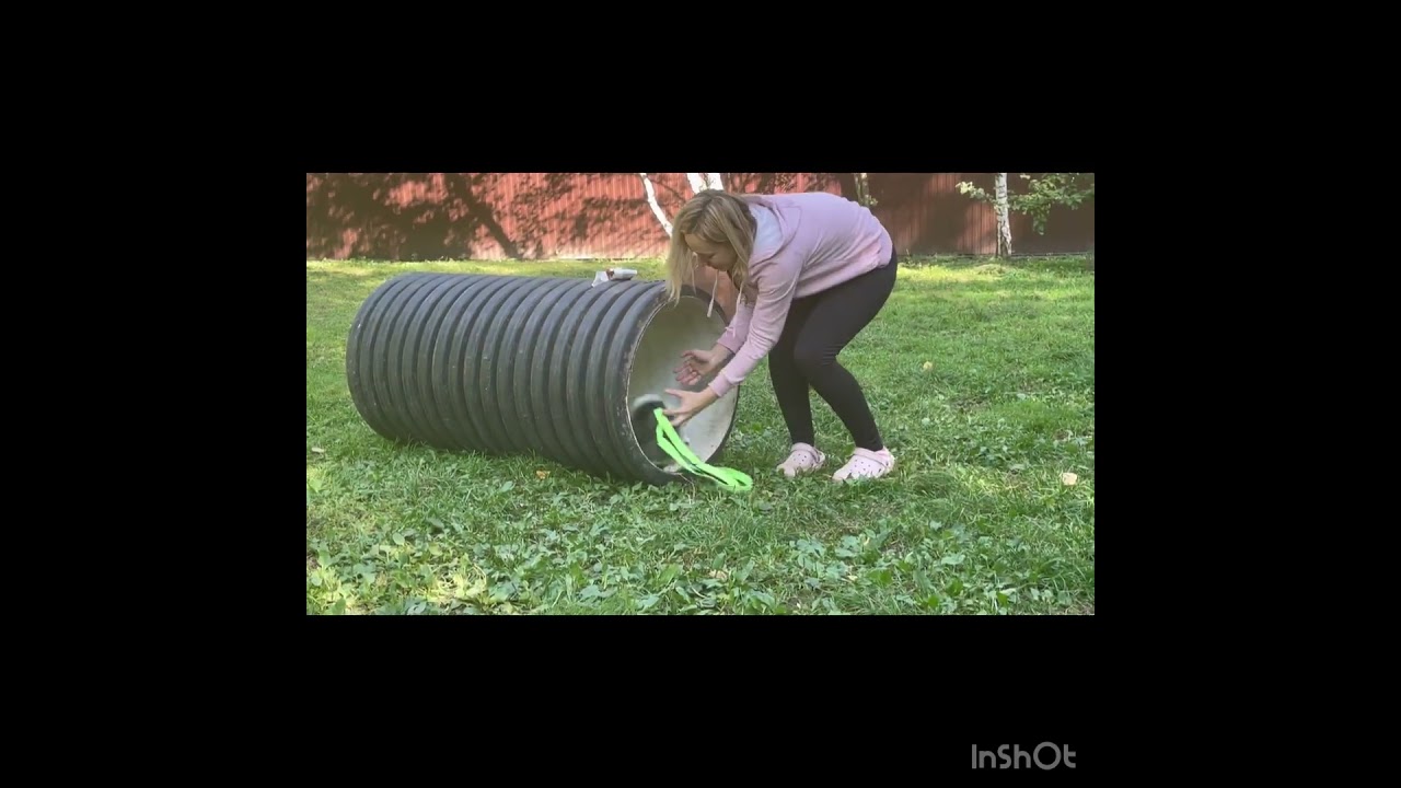 Аляскинский кли кай, первая тренировка.