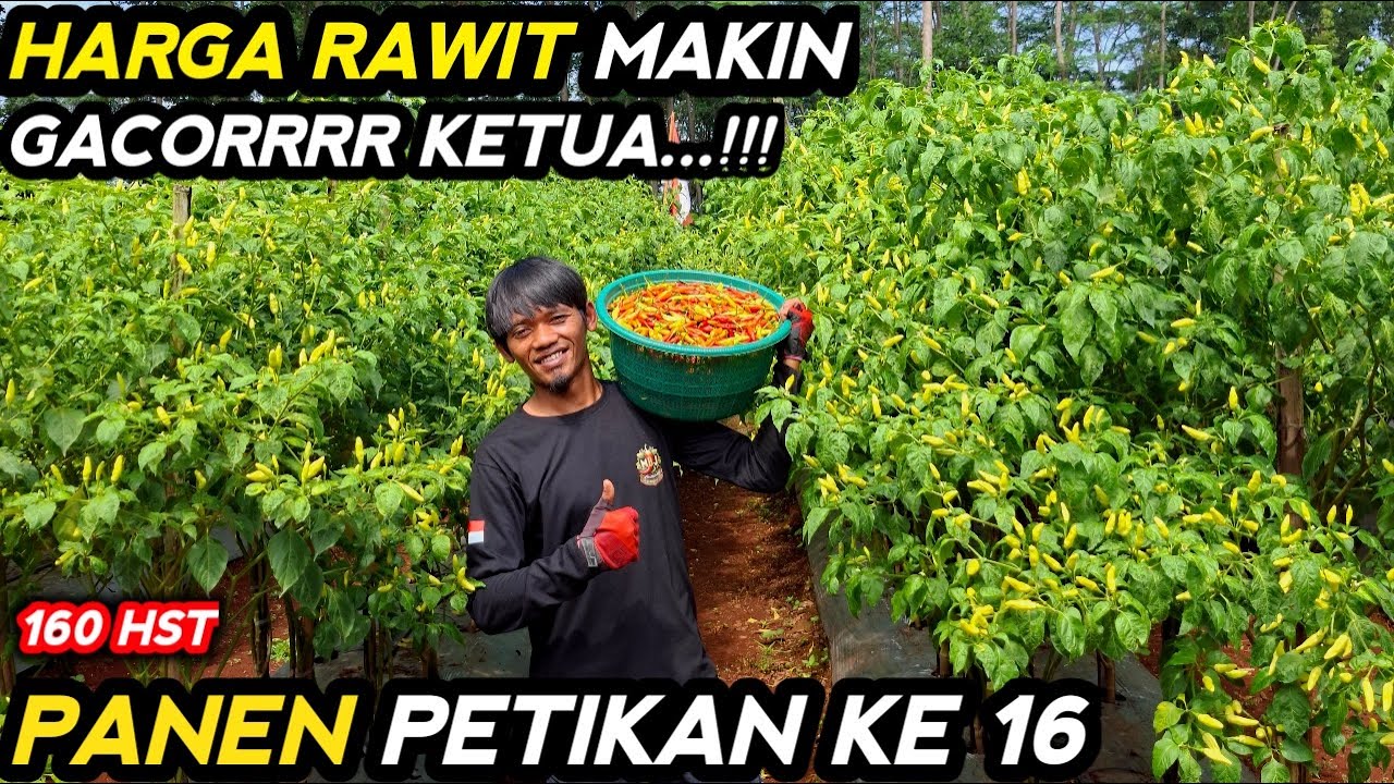 🔴 HARGA RAWIT SUDAH GACORR ‼️ PANEN PETIKAN KE 16 