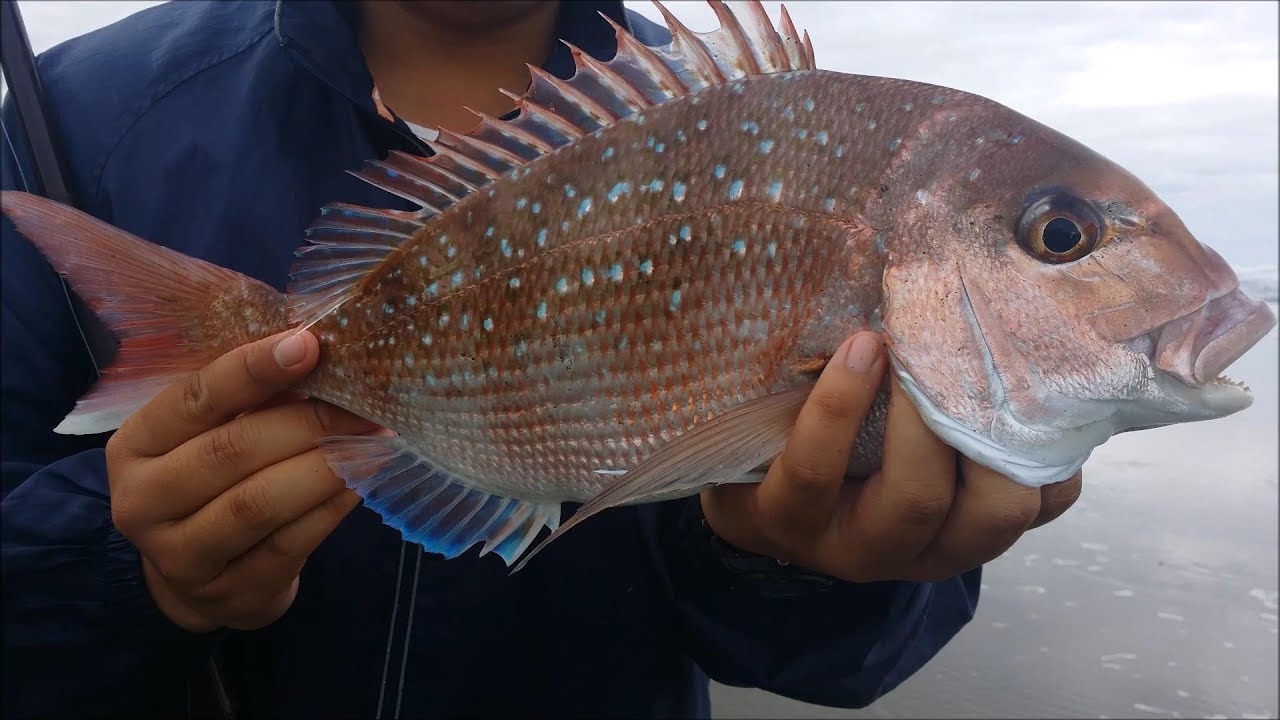 NZ Basic_Fishing | Surfcasting | Snapper & Trevally