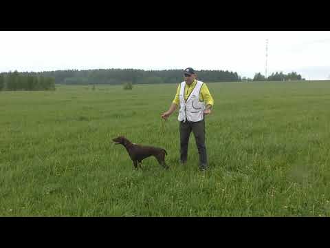 дрессировка пойнтера
