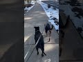Montana and Lola Walking in Flagstaff, AZ