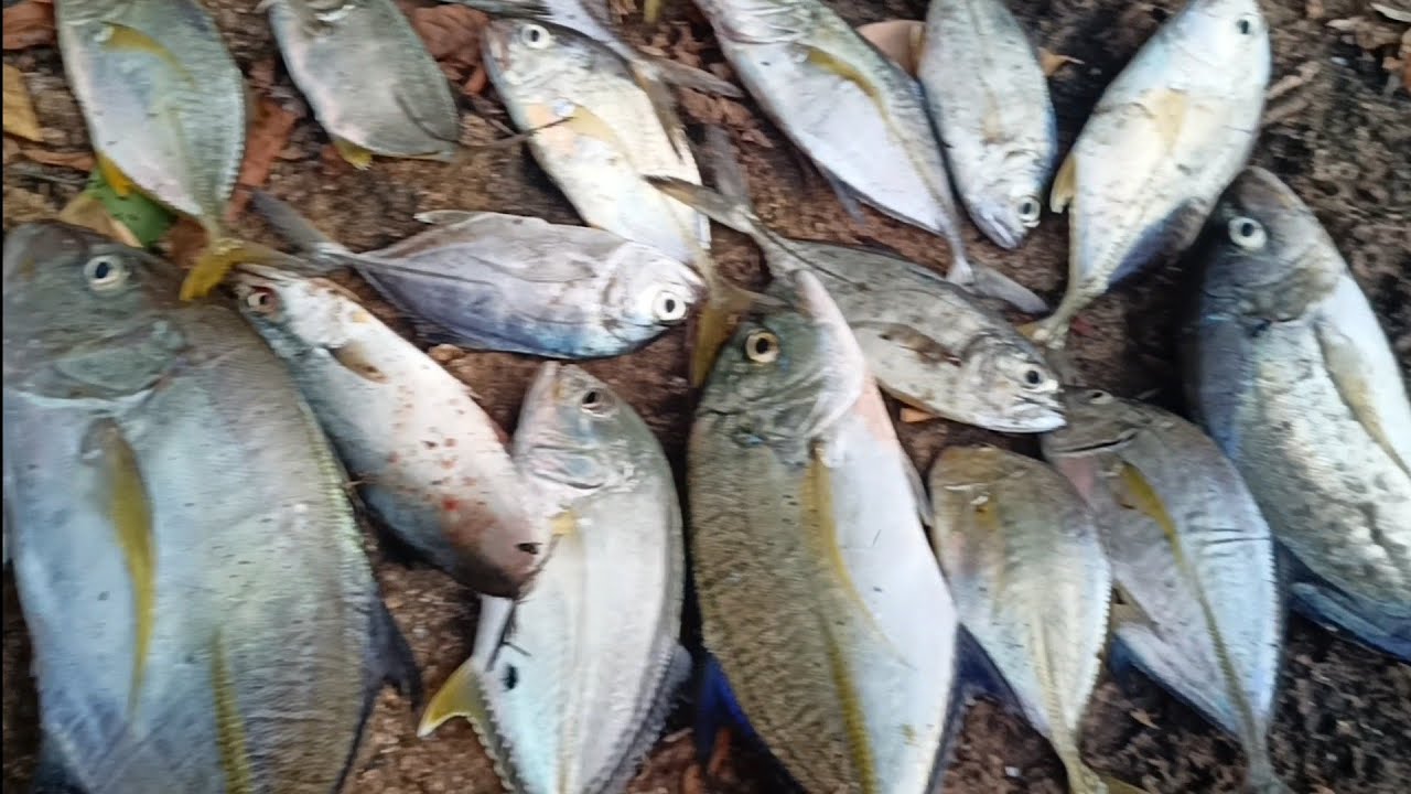 Pesta streek mancing di pantai perawan#mancing#pantai#sobatmancing#hobimancing#beranda#