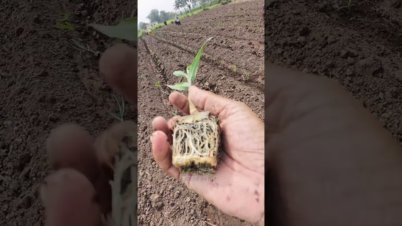 Scientific method of Seedling plantation