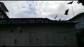 Zanzibar Stone town/ mchamba wima/pigeons