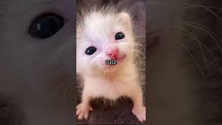 Did Your Bro Send You This trending cat viral fun funny cats scary unexpected