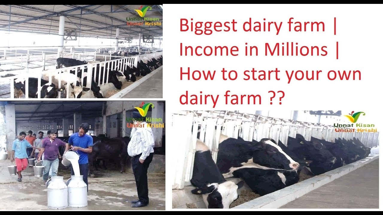 Biggest dairy farm of Punjab | 400+ cows & buffaloes | Income in millions | How to start Your own ??