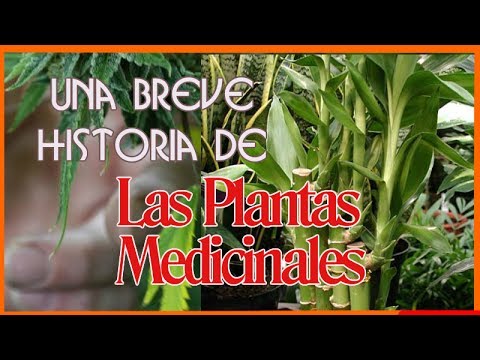 Vídeo: La Breve Historia De Las Plantas Como Medicina