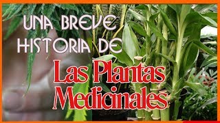 Una Breve Historia De Las Plantas Medicinales screenshot 3