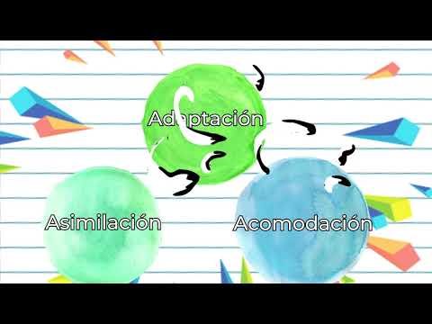 Explora las teorías de Jean Piaget: Asimilación, Acomodación y Adaptación