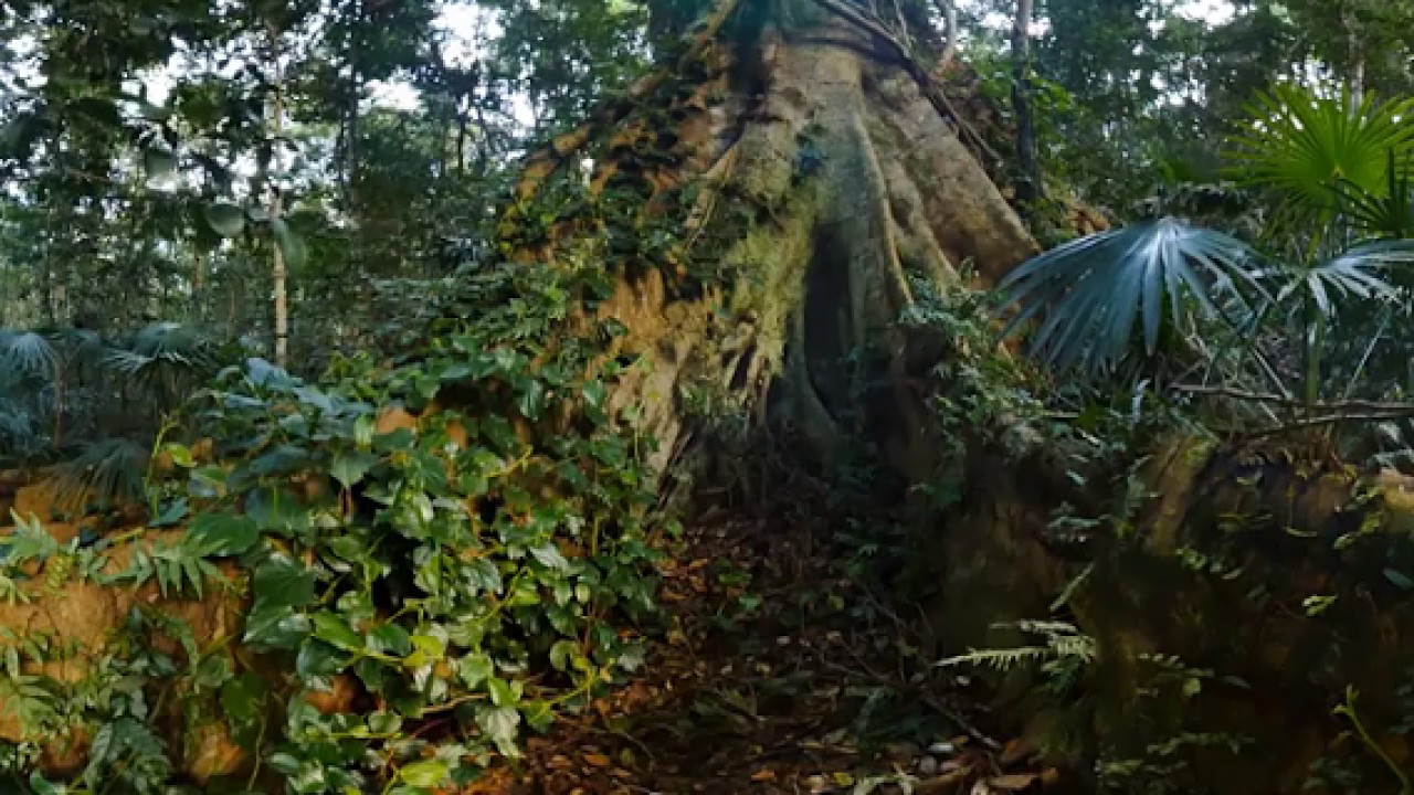 Back to Nature Rainforest 360° Virtual Reality VR Video injected YouTube