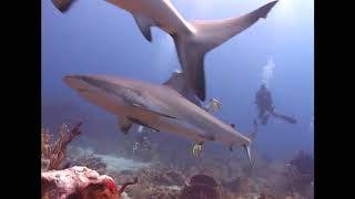 Download Lagu DJ and dad roatan shark dive MP3