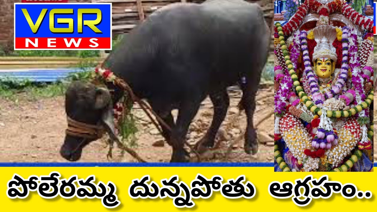 పోలేరమ్మ దున్నపోతు ఆగ్రహం...VGR NEWS