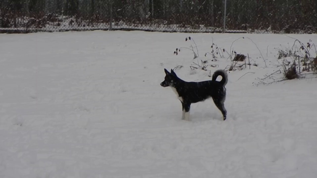 rescue dogs rock nyc HD Baylee Blue & Miki ~ the chase continues