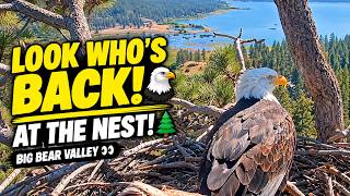 🦅 LOOK WHO’S BACK AT THE NEST! 🌲 A Stunning Eagle Moment Above Big Bear Valley 👀