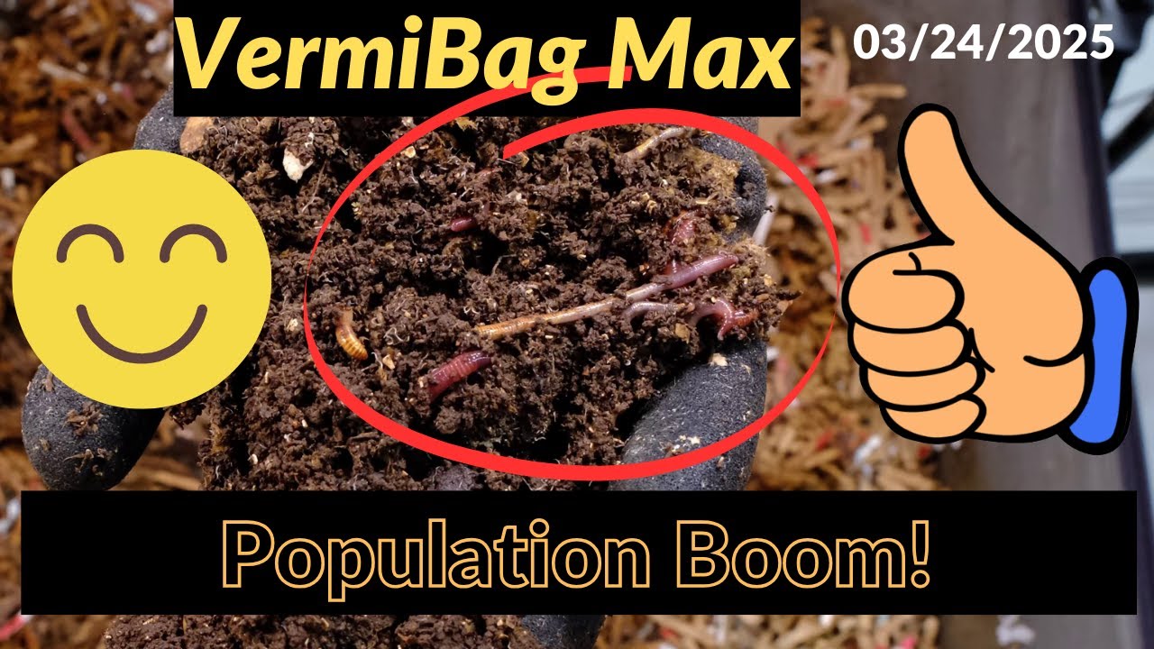 Vermibag Max -  Expanding the Worm Population!! 3/24/2026