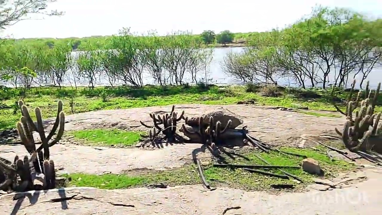 Fomos olhar como estava as posturas dos pássaros