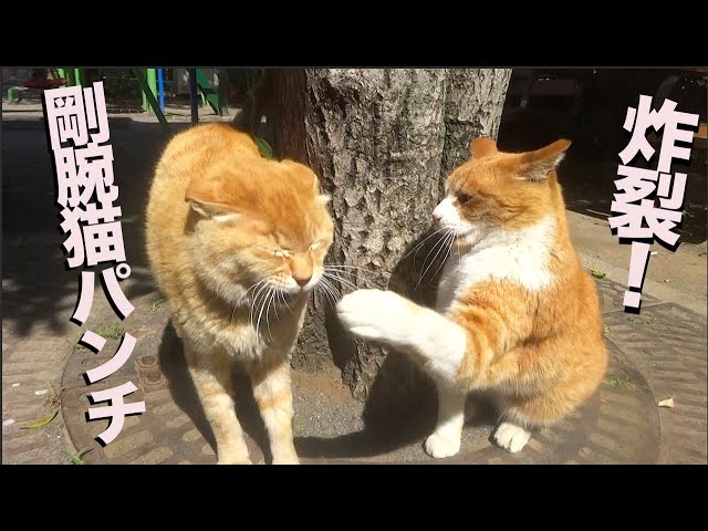 猫パンチ様 公園の女王猫、恐怖の剛腕猫パンチを炸裂させる The queen cat's punch